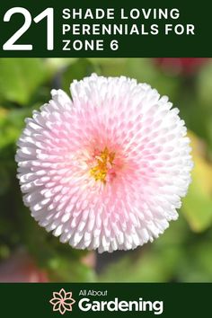 a white and pink flower with the words 21 shade loving perennials for zone 6