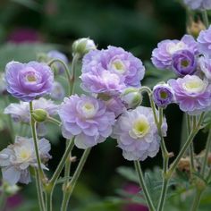 purple and white flowers with green leaves in the background