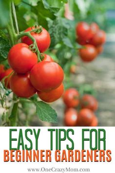 tomatoes growing on the vine with text that reads best foods to grow for the beginner gardener