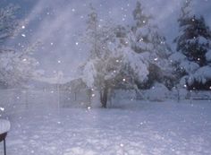 a snow covered yard with trees in the background