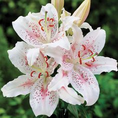 some white and pink flowers are in a vase