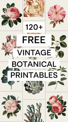 the vintage botanical printables bundle includes roses, succulents and other flowers