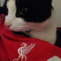 a black and white cat sitting on top of a red shirt with the liverpool logo