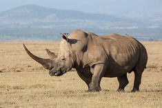 a rhinoceros standing in an open field with mountains in the background