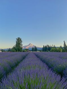 lavender field with mountains in the background