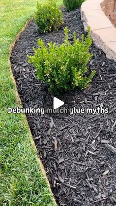 a garden bed with mulch and plants in it