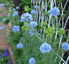 blue flowers are growing next to a fence