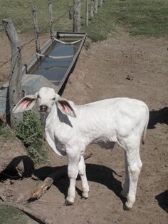 a white goat standing on top of a dirt field next to a wooden fence and water trough