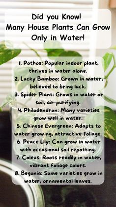 a potted plant with the words did you know many house plants can grow only in water?