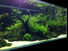 an aquarium filled with green plants and rocks