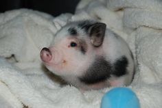 a small pig laying on top of a blanket next to a blue and white ball