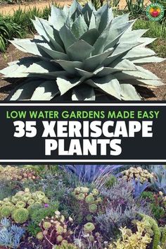 different types of plants with text overlay that reads low water gardens made easy 35 xeriscape plants