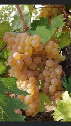 some white grapes are growing on the vine