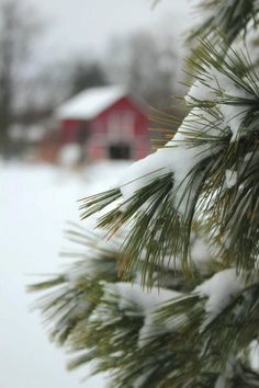 a pine tree with snow on it and a red house in the backround