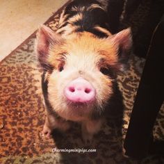 a small pig sitting on top of a rug