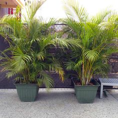 three potted palm trees sitting next to each other in front of a black fence