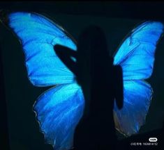 a person's shadow with a blue butterfly on their back, and the image is projected in front of them