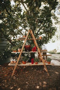 a wooden shelf with candles and plants on it in front of a large potted tree