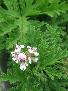 some white and pink flowers are growing in the grass