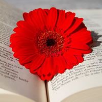 a red flower sitting on top of an open book