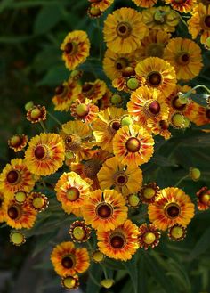 yellow and red flowers with green leaves in the background