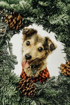 a dog sticking its tongue out in a christmas wreath with pine cones on the side