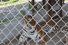 a tiger laying down behind a chain link fence