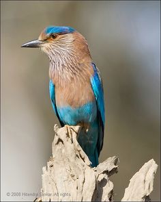 a blue and brown bird sitting on top of a piece of drifty tree trunk