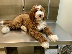 a brown and white dog laying on top of a metal table