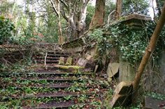 an old set of stairs in the middle of a forest with ivy growing on them