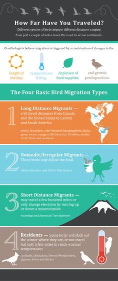 the different types of travel info