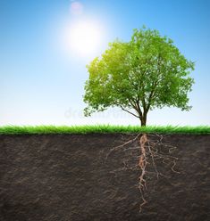 a green tree with roots in the ground and sun above it royalty illustration stock images