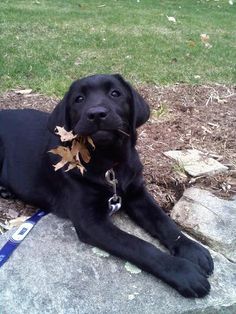 a black dog laying on top of a rock