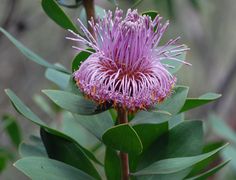 a purple flower with green leaves in the foreground