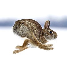 a rabbit is running in the snow