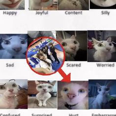 an image of cats that are being viewed in the same way as they look at each other