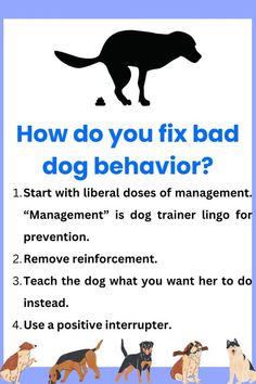 a poster describing how to fix bad dog behavior