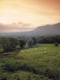 a herd of sheep grazing in a lush green field with mountains in the back ground