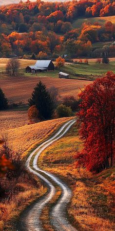 a country road winding through an autumn landscape