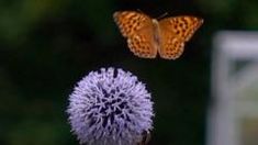 two butterflies flying over a purple flower