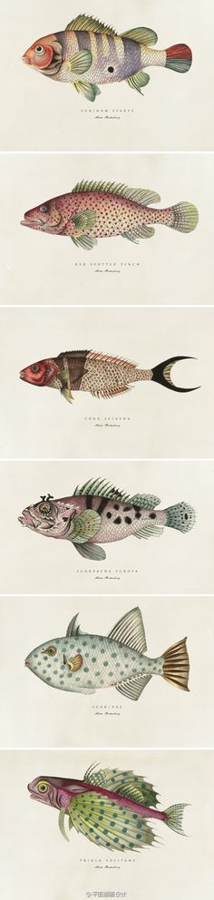 four different types of fish are shown in this illustration, each with different colors and sizes