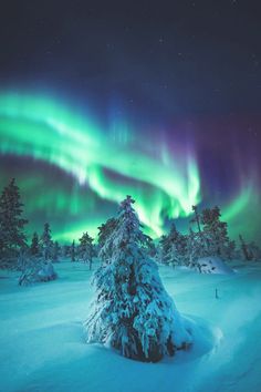 an aurora bore is seen above the snow covered trees