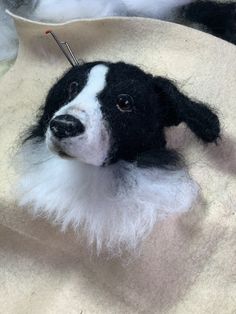 a black and white dog laying on top of a blanket next to a pair of scissors