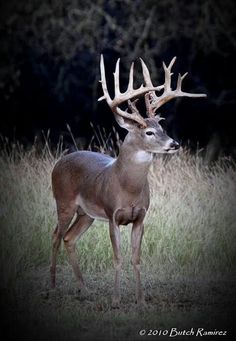 a deer with antlers standing in the grass