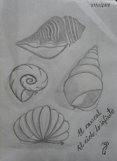 pencil drawing of seashells on white paper with words written below them in cursive writing