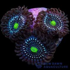 two blue and green corals with glowing eyes