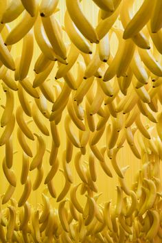 several bunches of bananas hanging from the ceiling in front of a yellow wall with many smaller ones