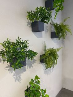 there are many different types of plants on the wall