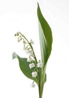 lily of the valley flower with green leaves on white background stock photo getty images