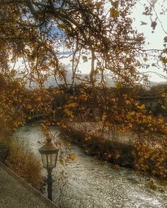 a lamp post sitting next to a river under a tree filled with lots of leaves